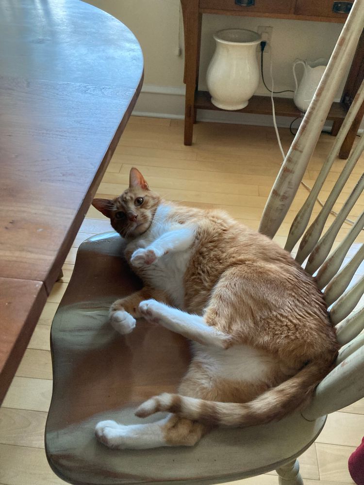 orange cat on a chair showin its tummy 