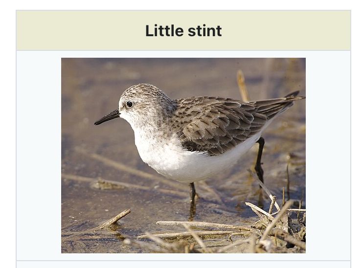 Wikipedia screencap with an image of a little white and gray piper lookin bird and the caption Little stint