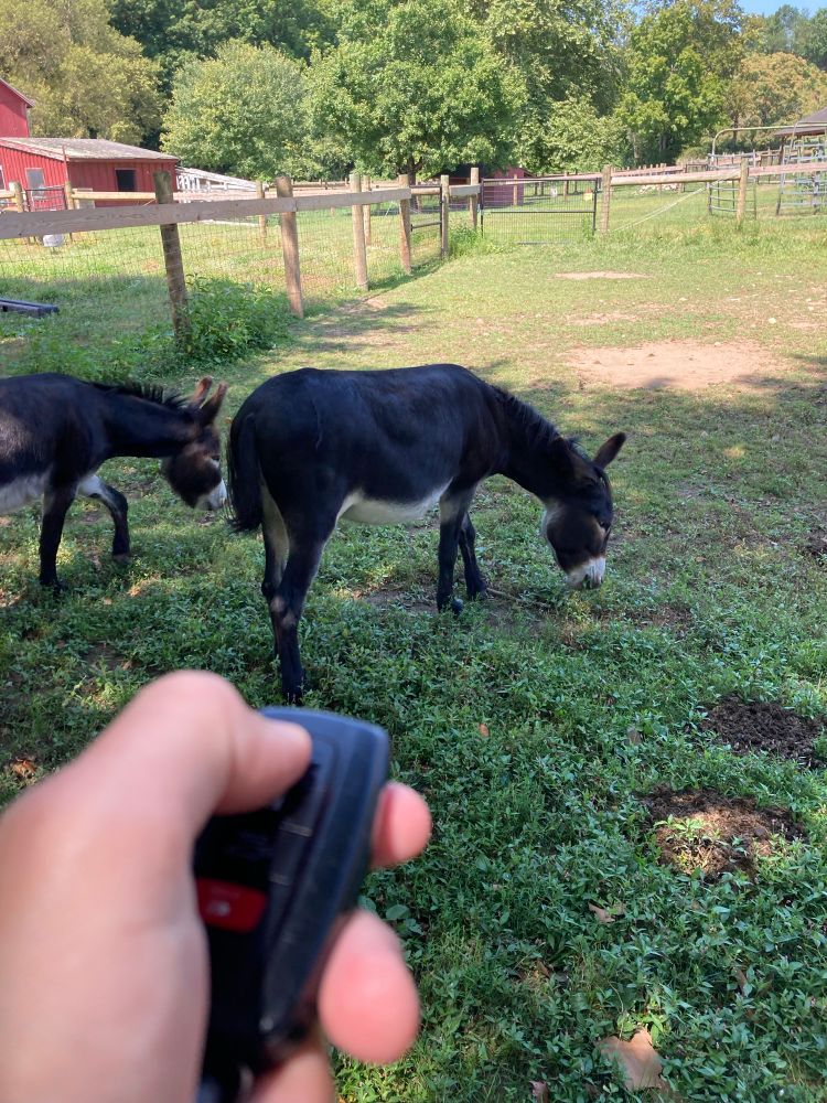 a little donkey grazing on a farm. In the foreground, my hand holding a car key remote thing. Idk why I tweeted this, having to type this out really hammers home my stupidity 