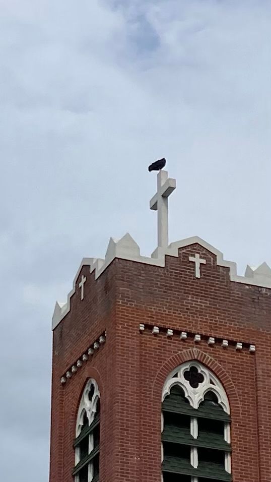 yup it’s a black vulture sitting way up high on the cross adorning a church roof