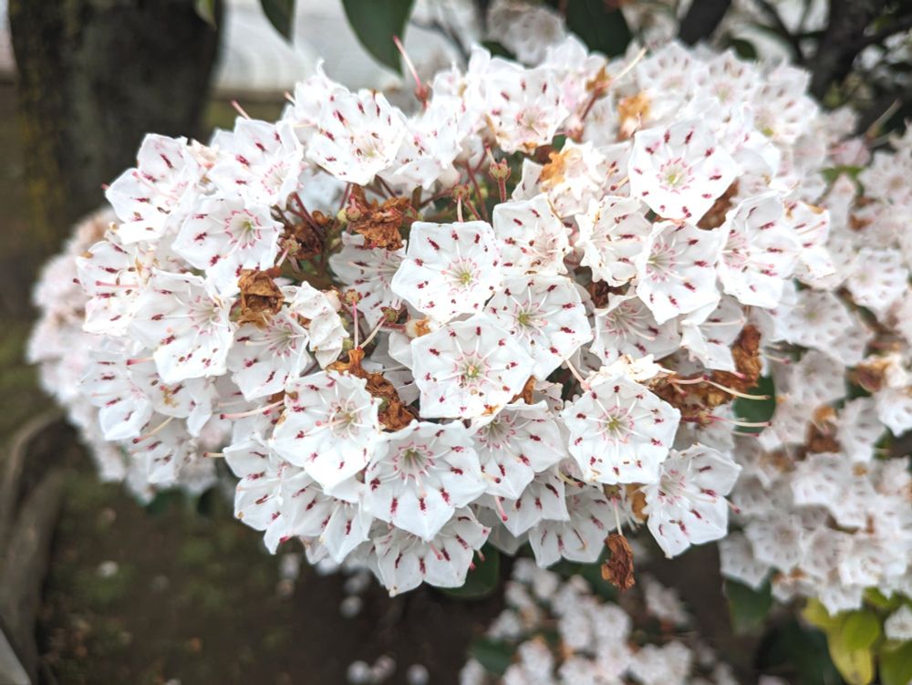 カルミアの花、白です