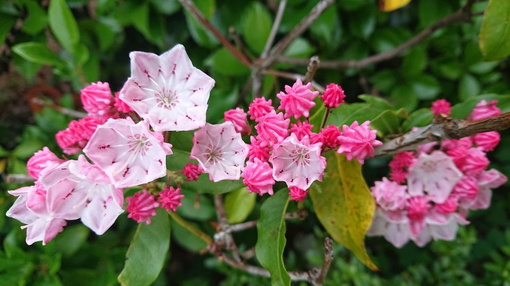 カルミアの花、ピンクです。ツボミがアポロチョコのような円錐ベースの複雑な形状です