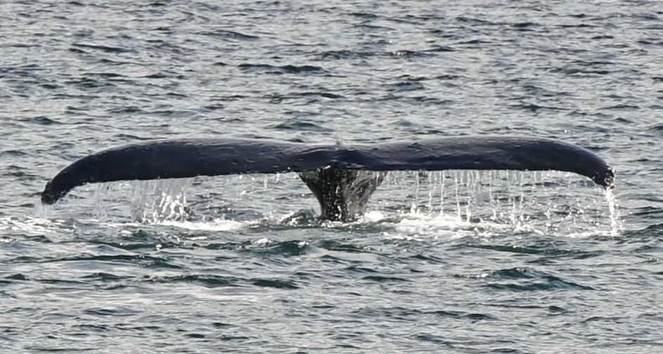 Closeup photo of a humpback whale tail taken in Alaska