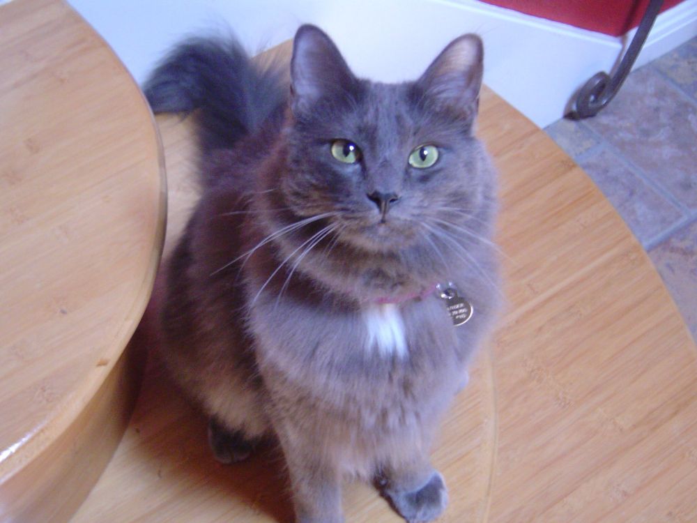 Teen silver cat