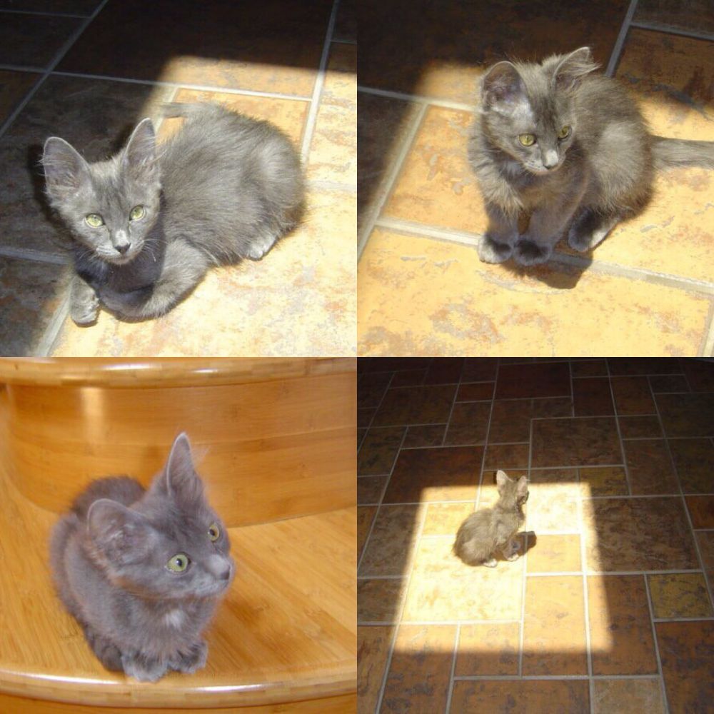 Silver kitten photos