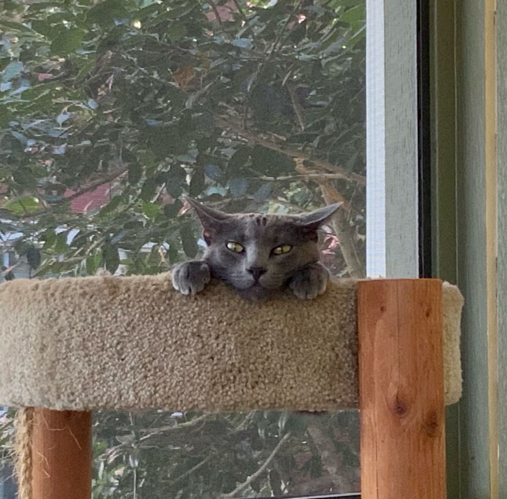 Ash in gremlin mode