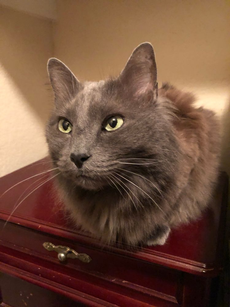 Elder silver kitten