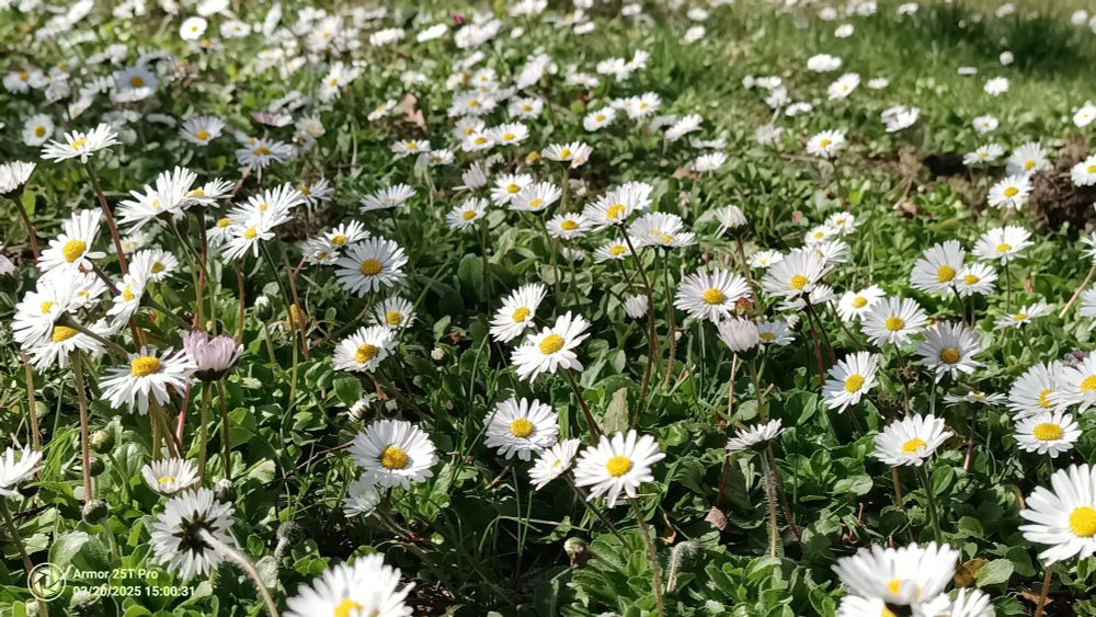 Ein Foto von Dutzenden blühenden Gänseblümchen auf einer Wiese