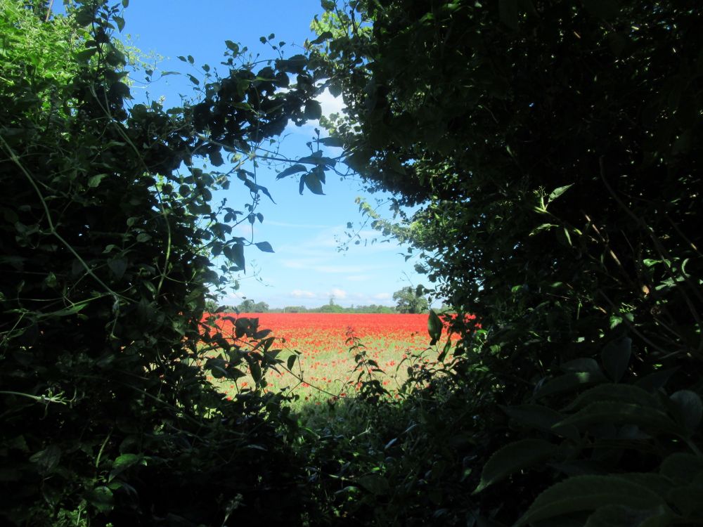 Looking though a circular gap made by Old Man's Beard to a field of poppies.
