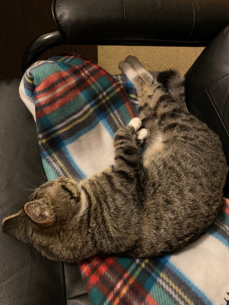 the cat