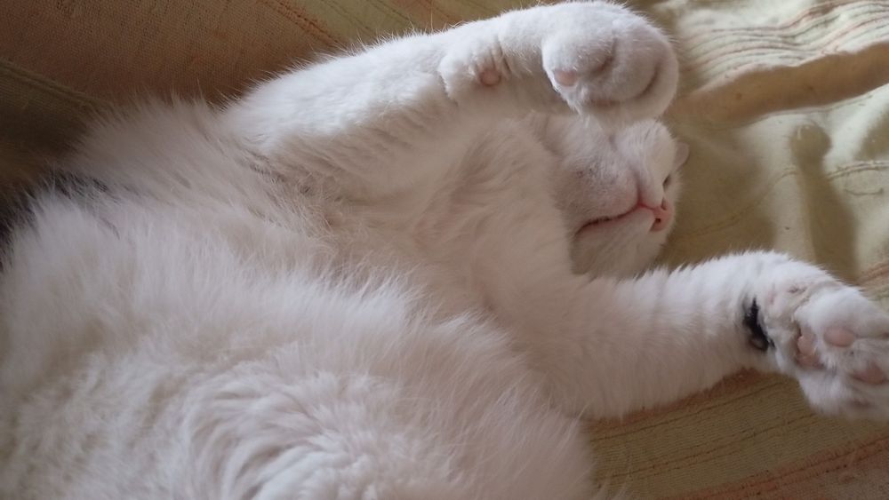 White tomcat sleeping on his back, front paws in the air.