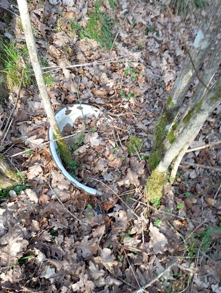 Shot of the ground. Round old metal rusty white  washbasin on the ground in the woods is filled with leaves. There is one small trunk growing from it on the left. On the left, few more young trees. The leaves are mostly oak and there is ofcourse some moss.