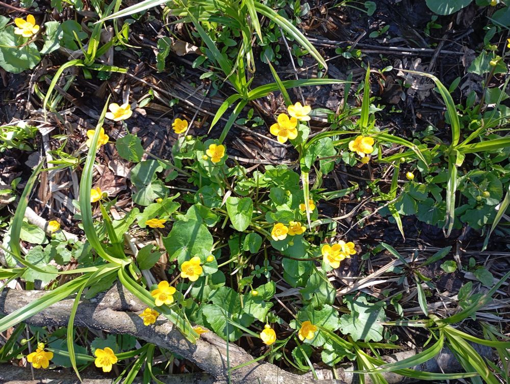 Yellow simple five petal flowers with round fresh green leaves, in the mud with some spiky leaves between from some other marsh plant.