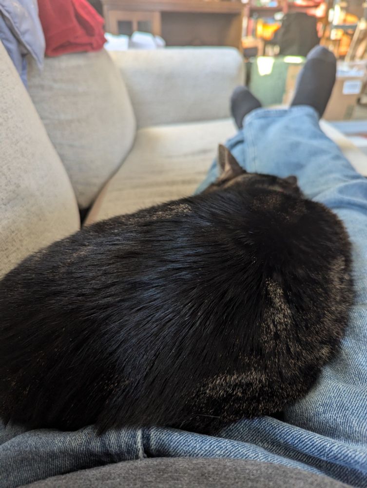 A tabby cat named Rose curled up and looking comfy on a pair of outstretched legs on a light-colored couch. She looks slightly heavier in the picture than in reality, but it's the holidays and it's been a rough year so I'm in no way shaming her at all. In fact, I make sure she gets a few treats every day when my wife isn't looking. Not that she can't have treats, but it is probably important to keep her at what would be a healthy weight for a cat because I would like to have her around for a long time.on the other hand, her litter mate died at just under two years old so I want her to enjoy herself while she's here. 
