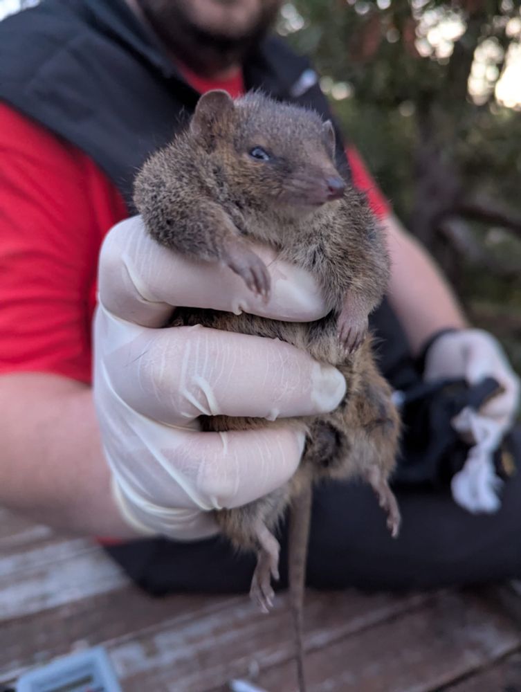 An absolute unit of an antechinus - he knows he’s the king. Pic - @catmyoung