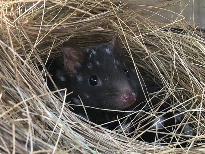 An eastern quoll peeking out from a nest of dry grass