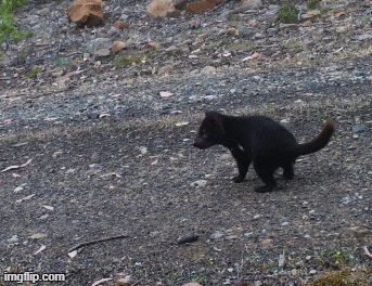 A Tasmanian devil standing in front of a camera. Suddenly, a poo appears behind it!