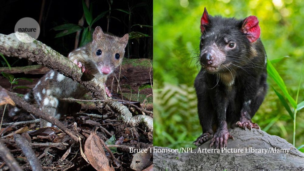 Tasmanian devil die-off is shifting another predator’s genetics