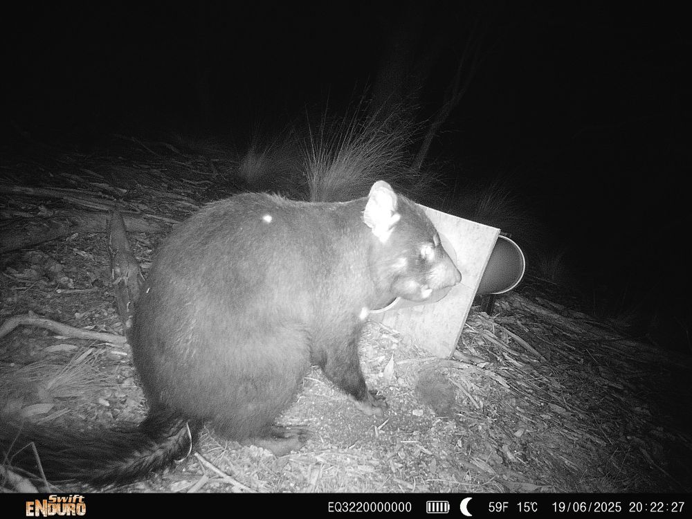 A Tasmanian devil standing pensively outside a tube containing food. The tube is CLEARLY too small for the devil to fit into…