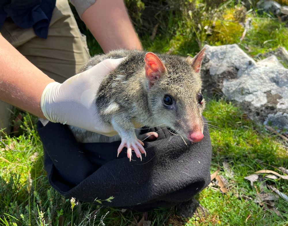 An adult male light-morph eastern quoll about to be released