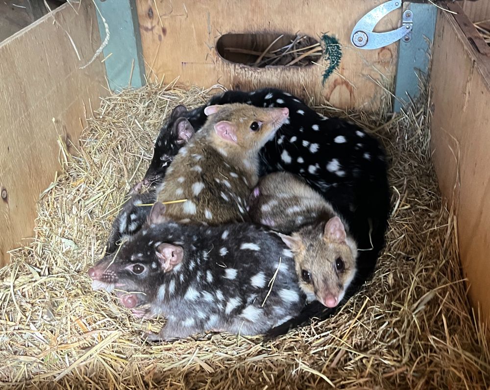 A nesting box full of quolls, with both colour morphs (dark & fawn) represented.