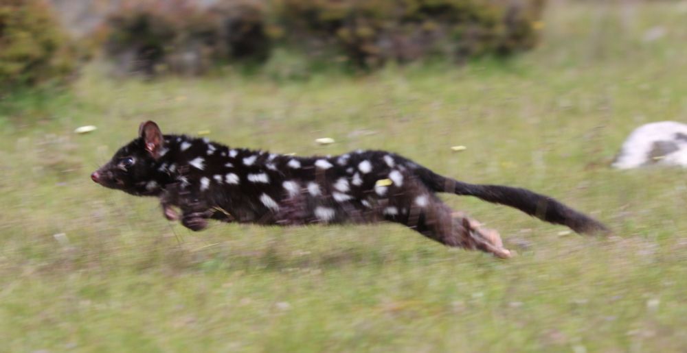 A dark morph eastern quoll darting off
