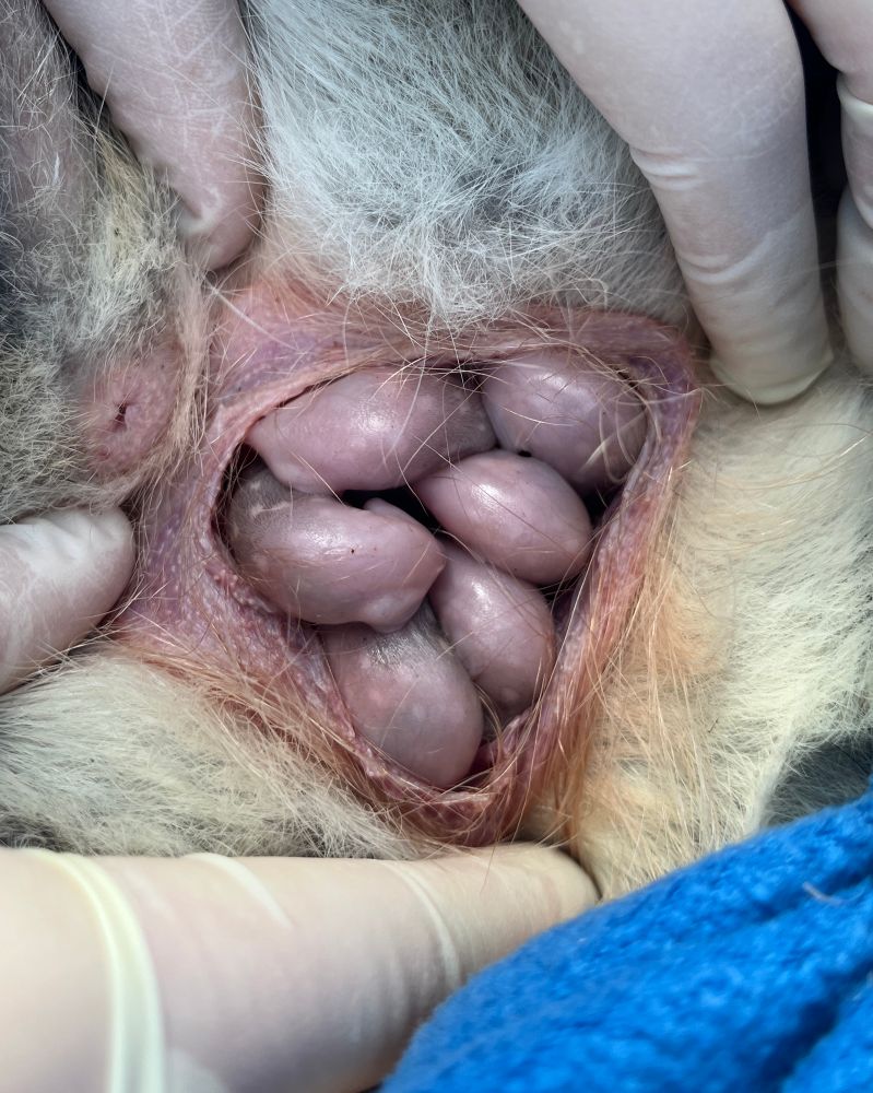 A marsupial pouch full of tiny, pink eastern quolls. Their distinctive spotted pelage is starting to become apparent