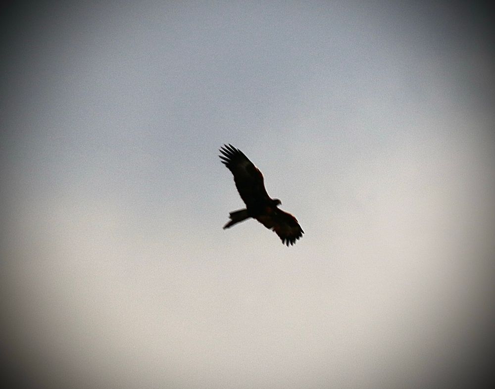 Success! A wedge-tailed eagle soaring high!