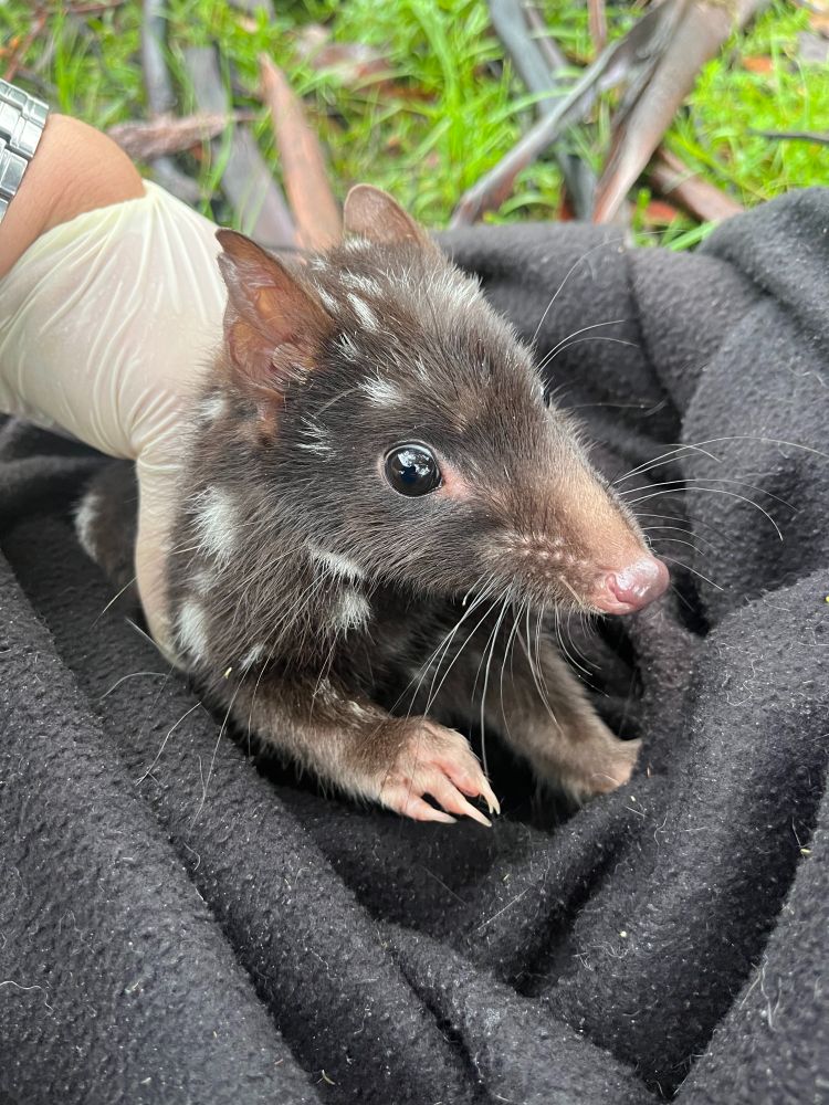 An eastern quoll in the hand, after having a small genetic sample taken