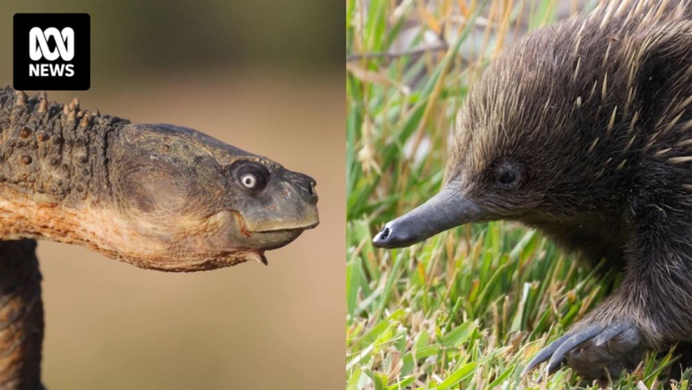 Mystery turtle nest raider revealed. Echidna caught with egg on its face