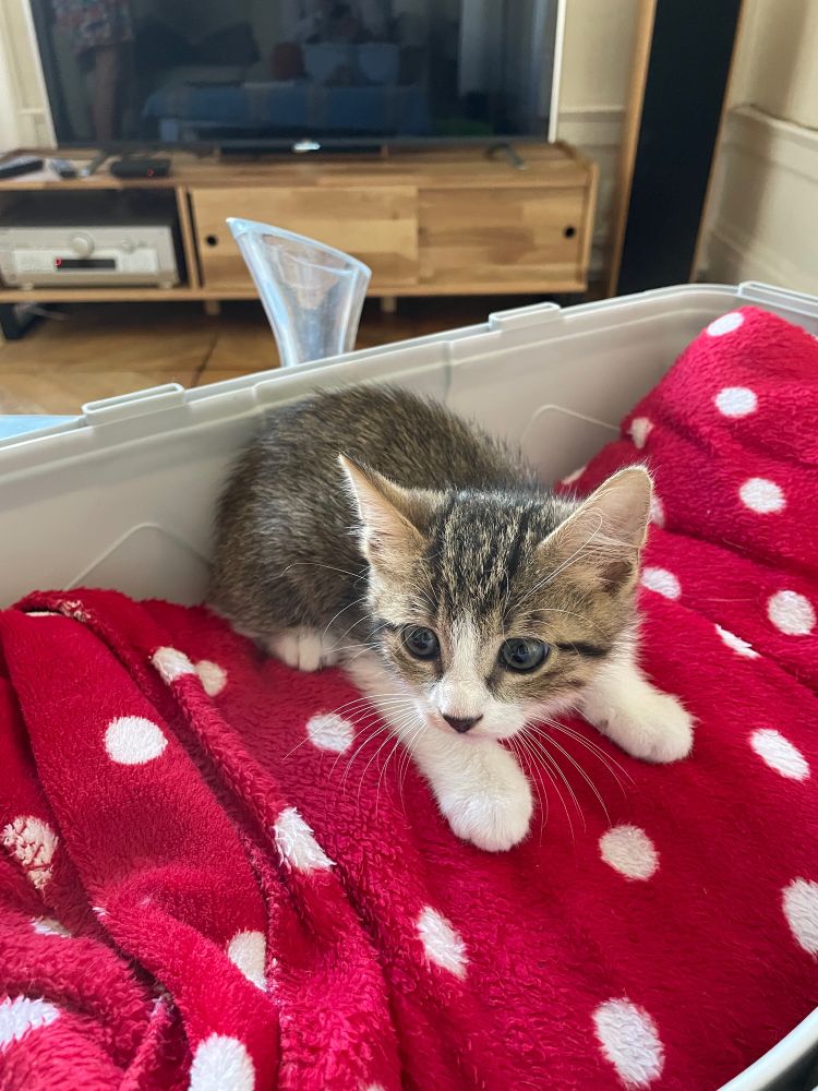 Petit chat blanc et tigré dans une caisse sur un plaid rouge à poix blanc