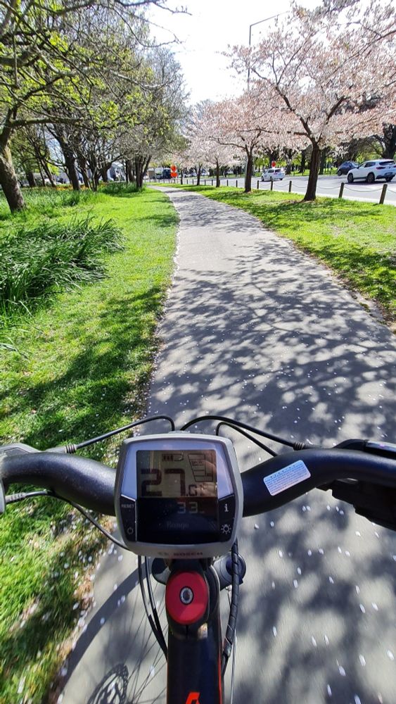 Handle bars of (e-) bike on a track with green lawn and blooming blossum trees, in Hagley Park.