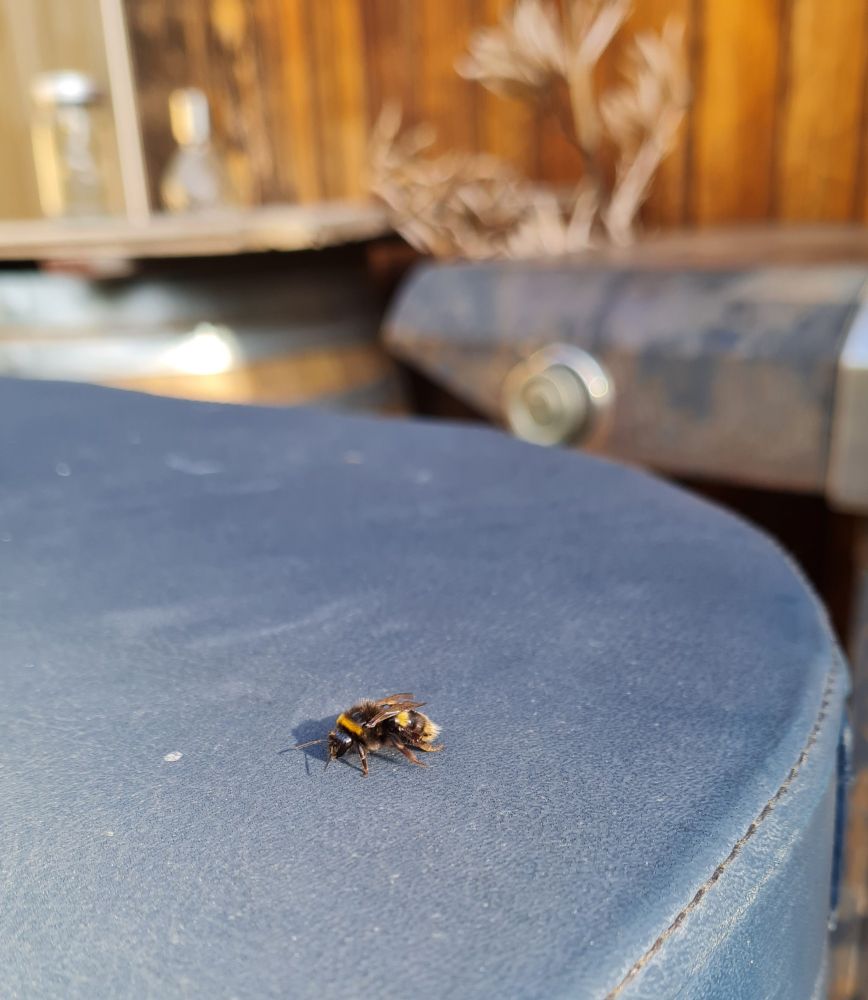 Bumble bee on the move on warm blue spa pool lid, he was so wet and wings were stuck to his abdomen when first rescued