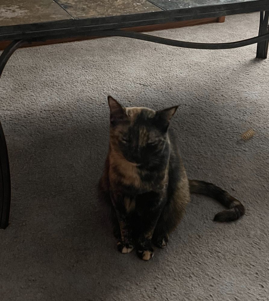 A tortoiseshell cat sits on a gray carpet beneath a dark metal and stone coffee table. The cat’s eyes are closed, its body upright with its tail curled around to the side. A small spring-like cat toy lies on the floor nearby. The lighting is dim, giving the photo a cozy, subdued tone.