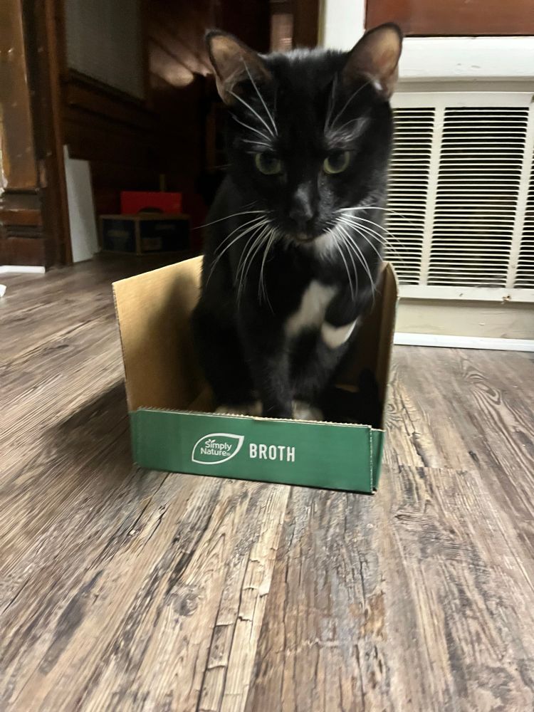Harvey the tuxedo cat sits in the same carton, with his paw raised like he’s about to step out of it and come toward the camera.