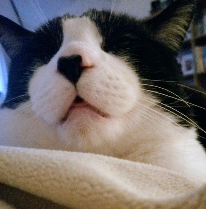 a close-up shot of oreo, a tuxedo cat that is so sleepy that his lower jaw is relaxed enough for his tongue to stick out.