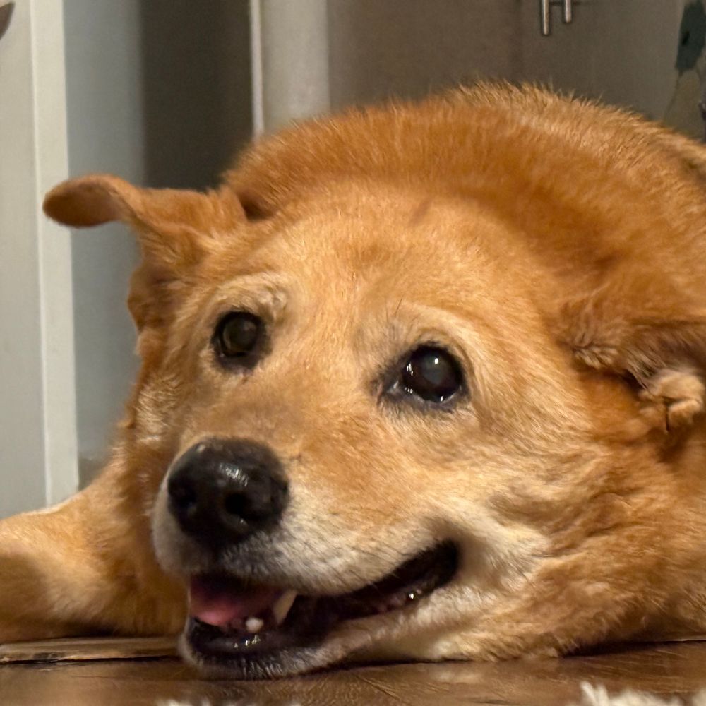 An old tan dog with a big smile trying her best 