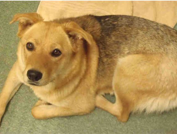 Portrait of the queen (Annie) as a young lady. 