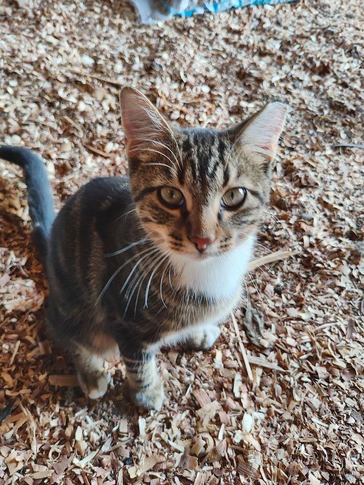 Juvenile male tabby cat with a classic coat.

Percius (Percy) Pisser