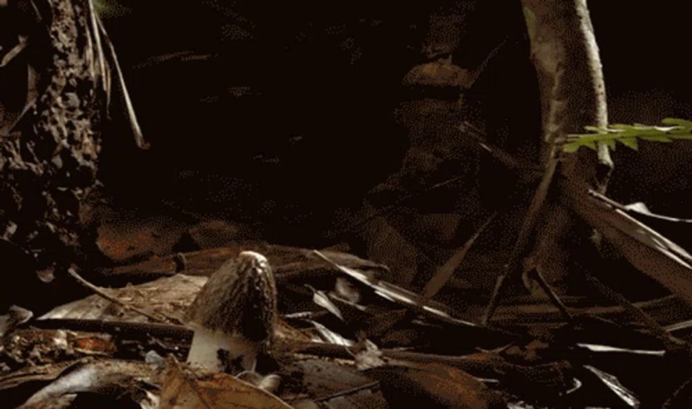 Mushroom Sprout GIF