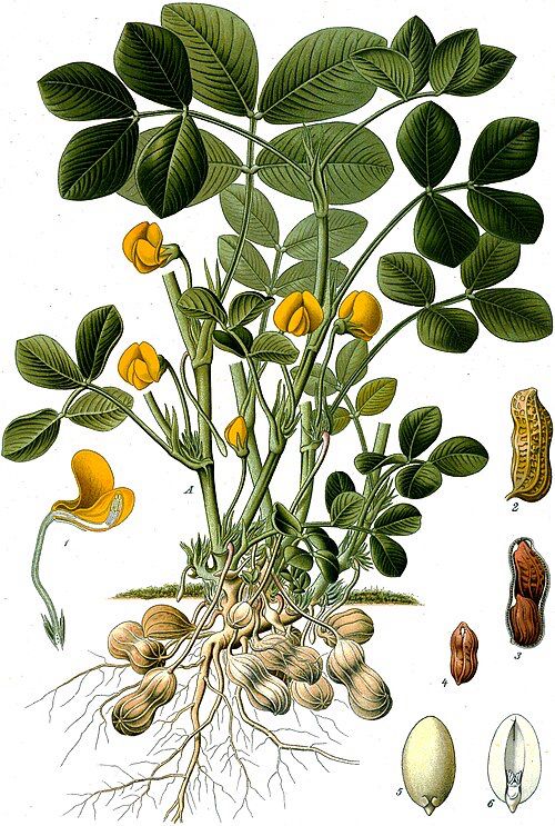 Peanut plant herbalogical drawing 