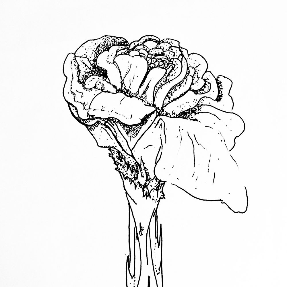 Pen and ink rose in B&W with linework and pointilism