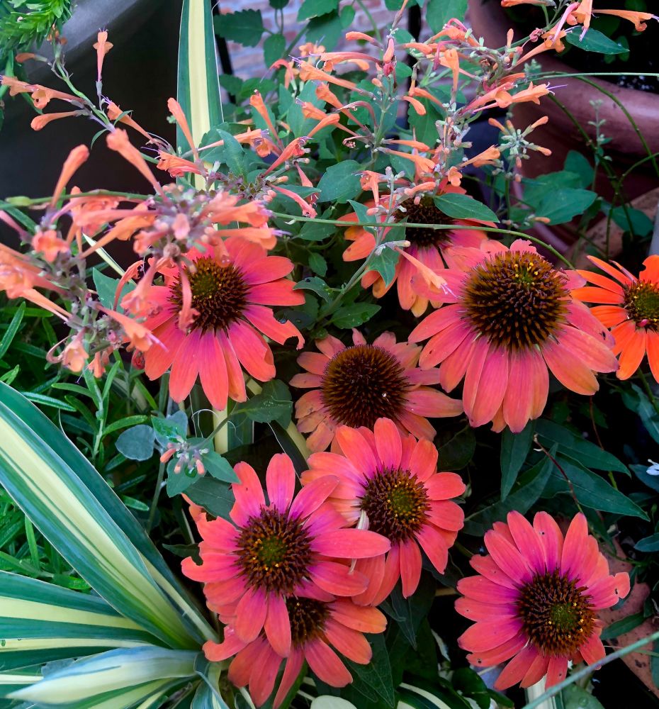 Echinacea flowers with petals in glowing shades of coral, salmon and rosy-peach. The centers are toasty brown with golden flecks. Above, float airy stems of Agastache flowers in a soft orange hue. 