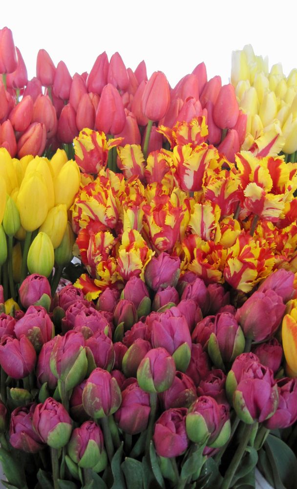 Bunches of plump tulips at the Pike Place Market flower stalls in Seattle. Magenta-pink with green feathering, bright yellow with fire-orange stripes and pale yellow varieties. Glorious!