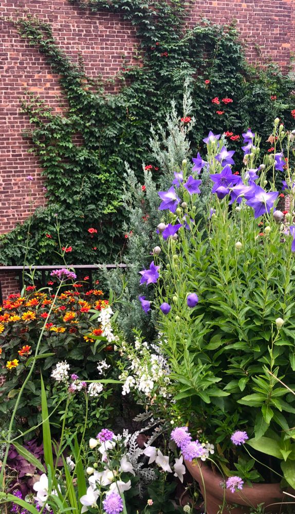 Garden vignette in my summer garden. In the background, a brick wall is covered with the green leaves and deep orange flowers of Trumpet Vine. In the foreground is a mix of perennials and annuals in shades of orange, white, lavender and purple. 