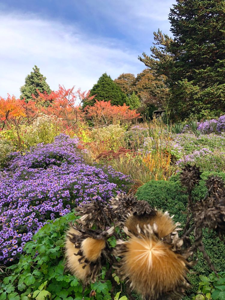 Tapestry of plants at Wave Hill Garden in the Bronx, NY. In the foreground is a burst of golden seed heads, surrounded by layers of plants… lavender-purple Asters, chartreuse grasses, the flaming-orange foliage of Rhus, conical green evergreens and pale blue sky and clouds..