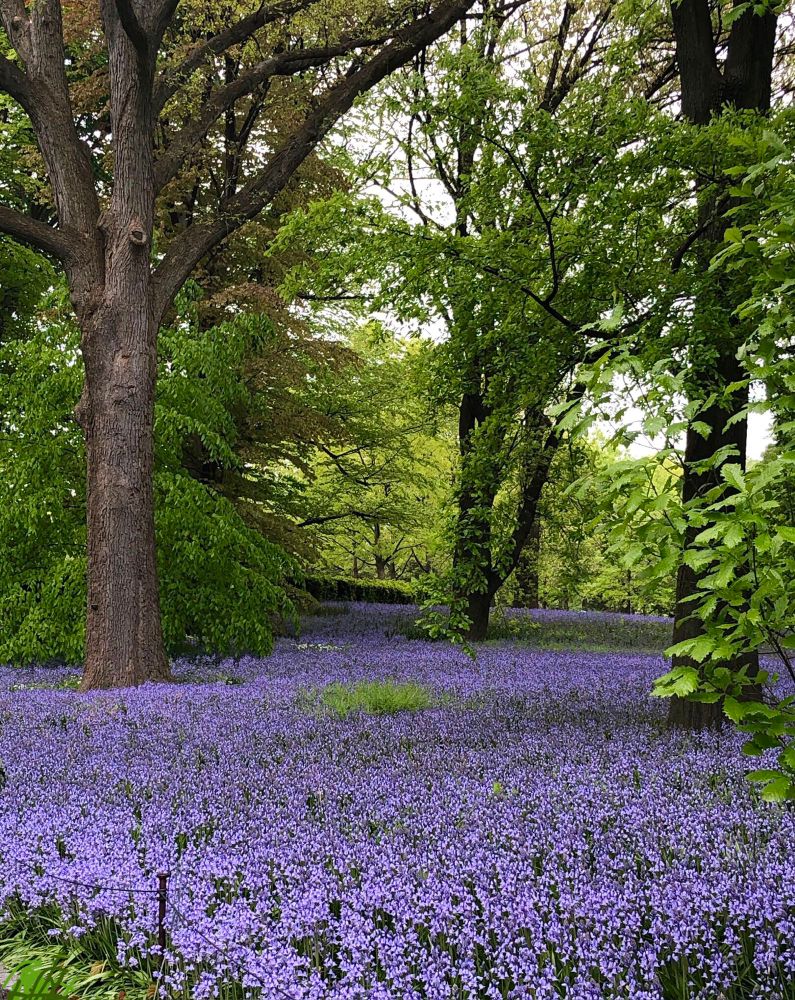 I look forward all year to this… seemingly endless glens of bluebells flowers at the Brooklyn Botanic Garden. Surrounded by lush green foliage of the mature trees, I linger, contemplating the beauty and peacefulness.