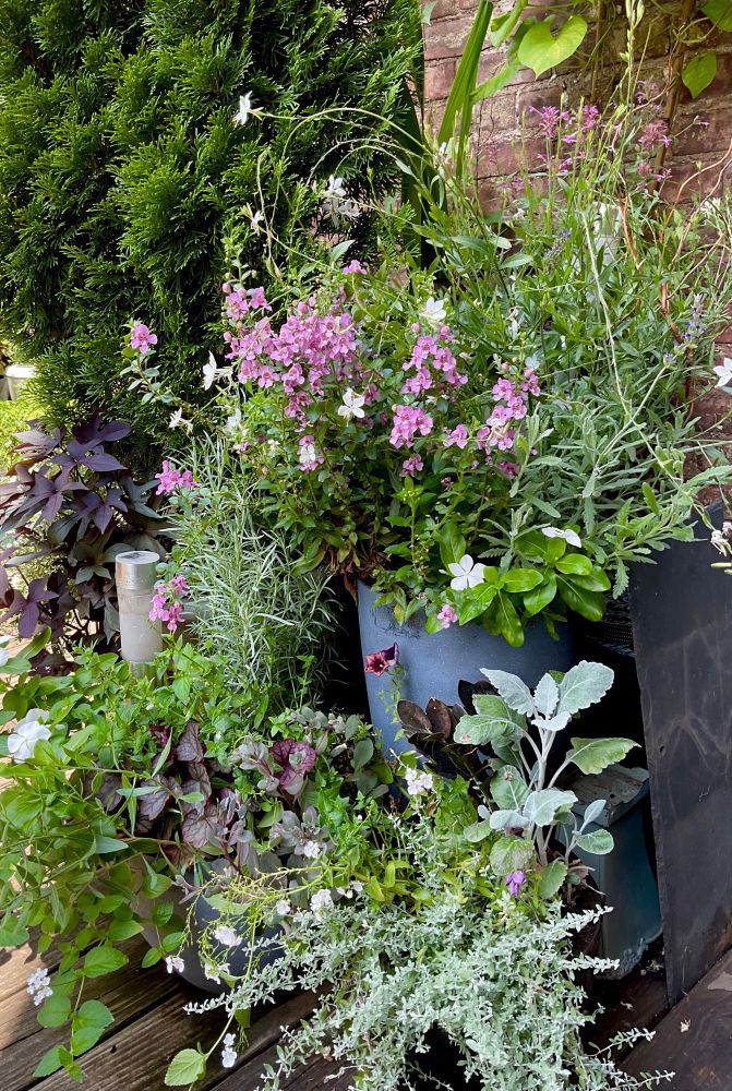A garden vignette…mix of annuals and perennials in tones of silver, dusky pink, deep burgundy purple, green and white. 