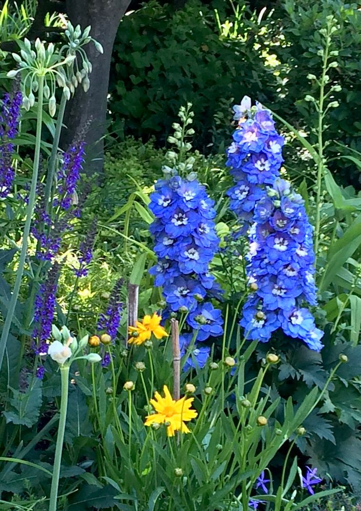 Removed the lawn and made a flower garden for a client. It’s wonderful to garden in a front yard…so many more people get to enjoy the beauty, fragrances, bees and butterflies. Here, tall sky-blue Delphiniums bloom next to pendulous Allium flowers, bright yellow Coreopsis and spikes of deep royal-blue Salvias. 
