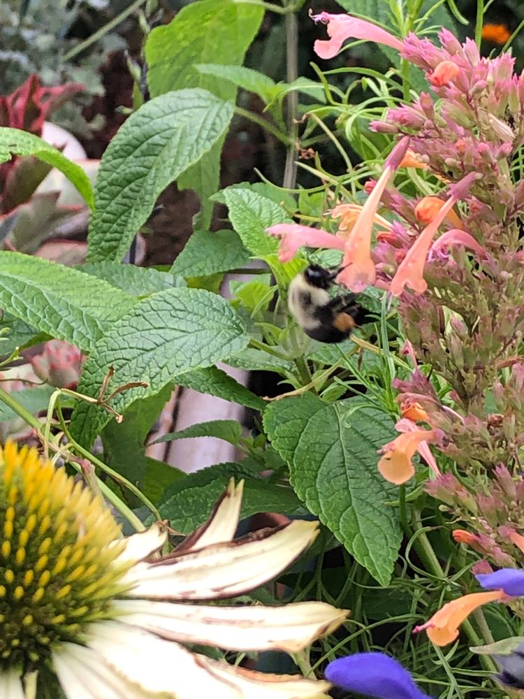 A bee lands on the peachy-apricot petals of an Agastache plant. In the foreground are ivory petals and golden center of an Echinacea flower.  